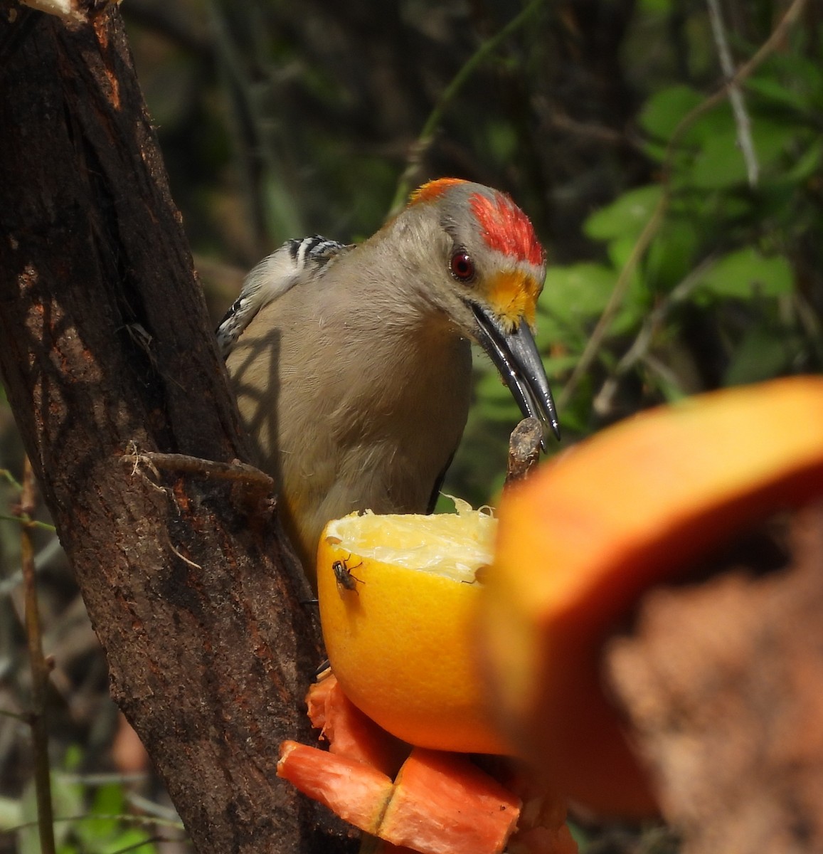 Golden-fronted Woodpecker - ML646748522