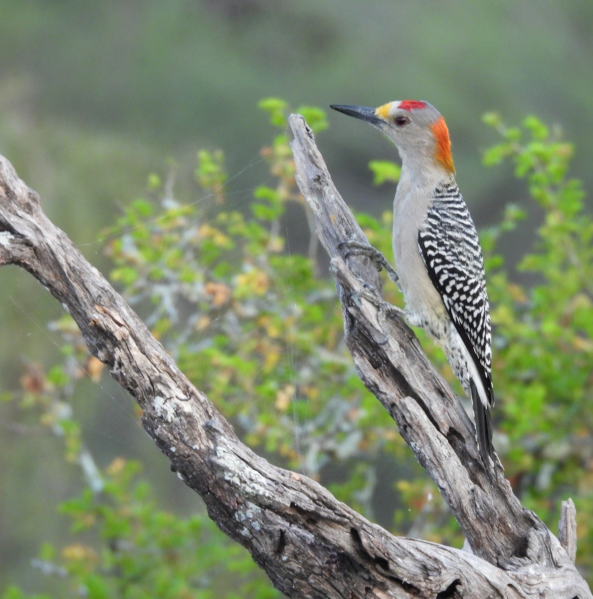 Golden-fronted Woodpecker - ML646748523