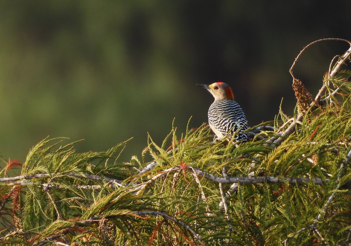 Golden-fronted Woodpecker - ML646748524