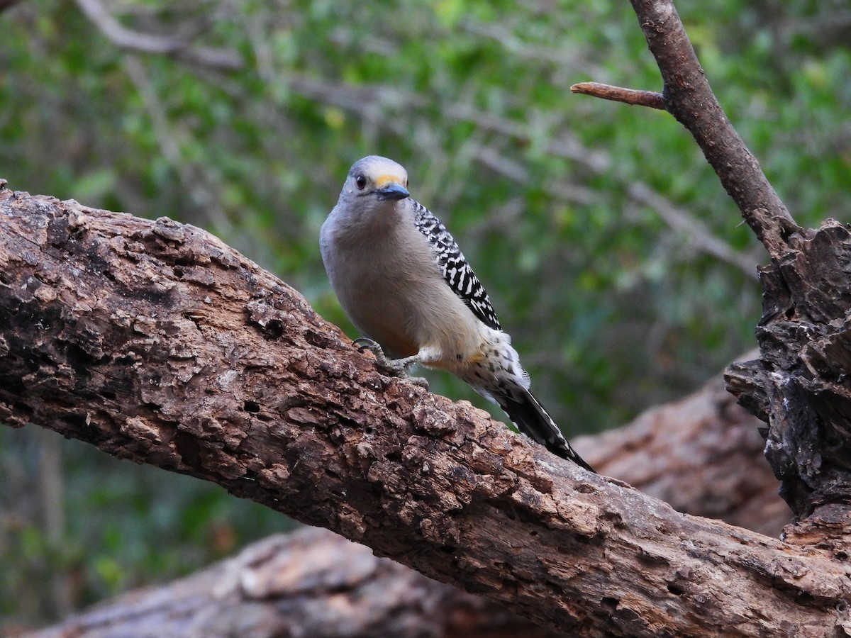 Golden-fronted Woodpecker - ML646748525