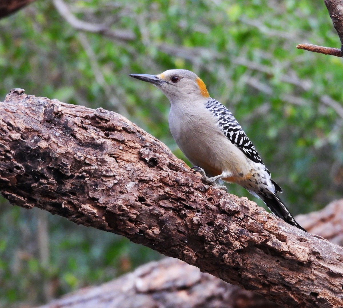 Golden-fronted Woodpecker - ML646748526