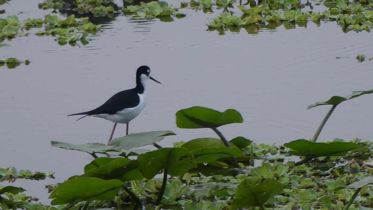 Black-necked Stilt - ML646748527