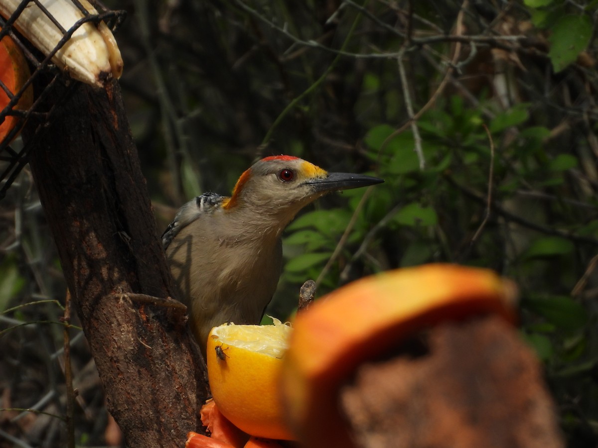 Golden-fronted Woodpecker - ML646748528