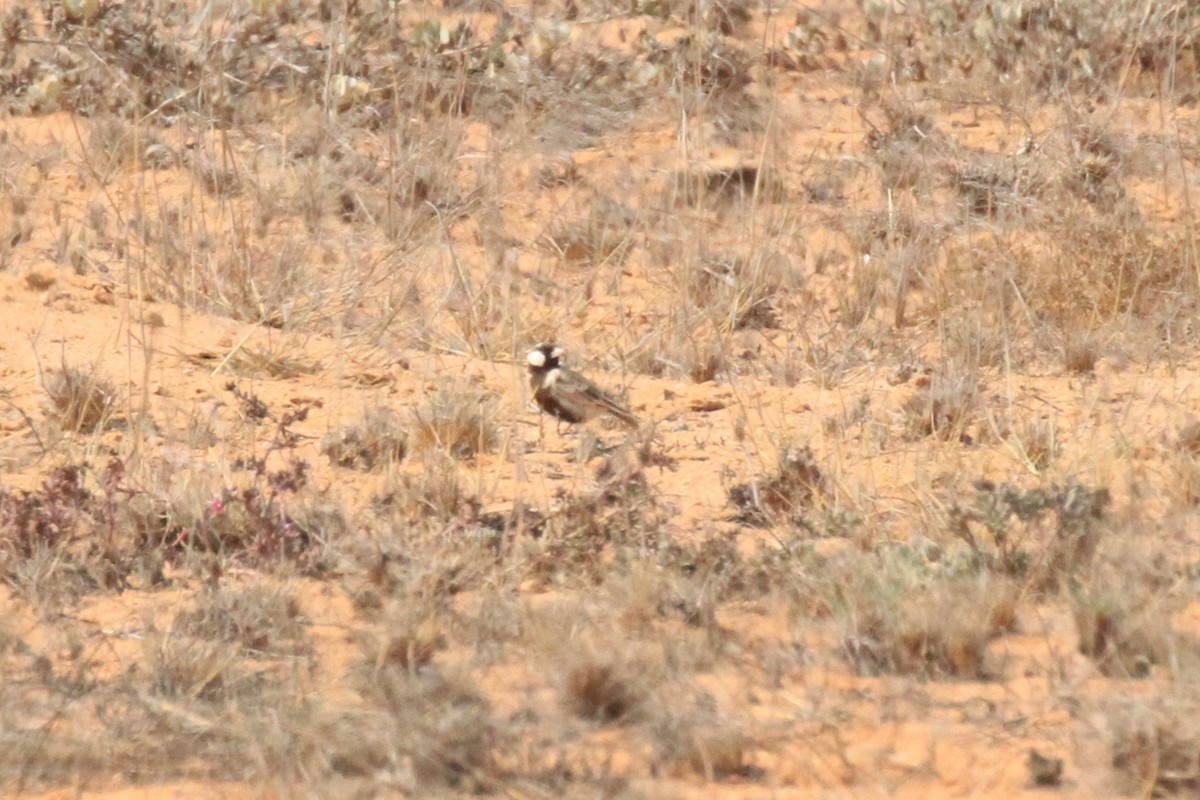 Gray-backed Sparrow-Lark - ML646748529