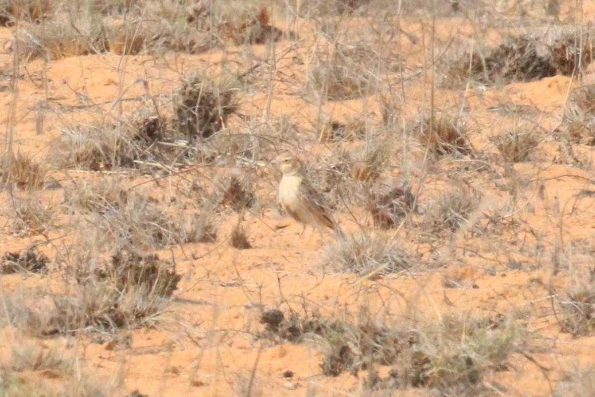 Gray-backed Sparrow-Lark - ML646748530