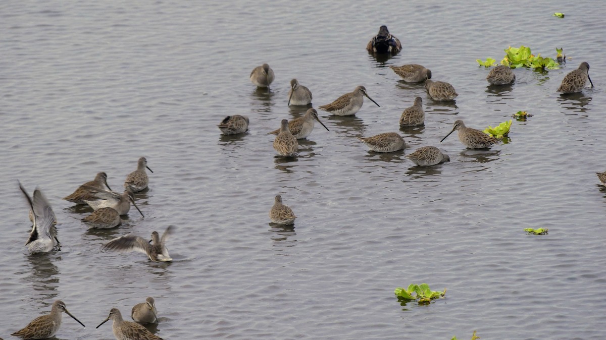 Long-billed Dowitcher - ML646748532