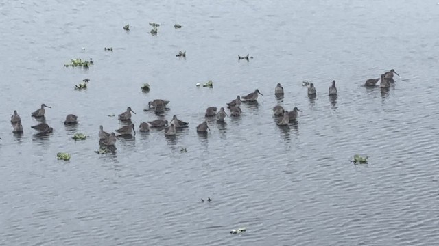 Long-billed Dowitcher - ML646748533