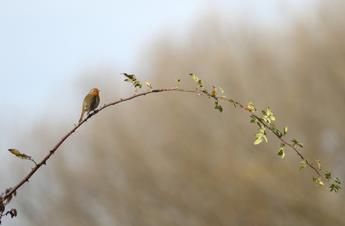 European Robin - ML646748535