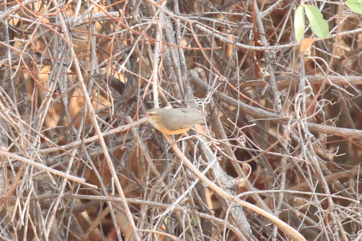 Long-billed Crombec - ML646748536