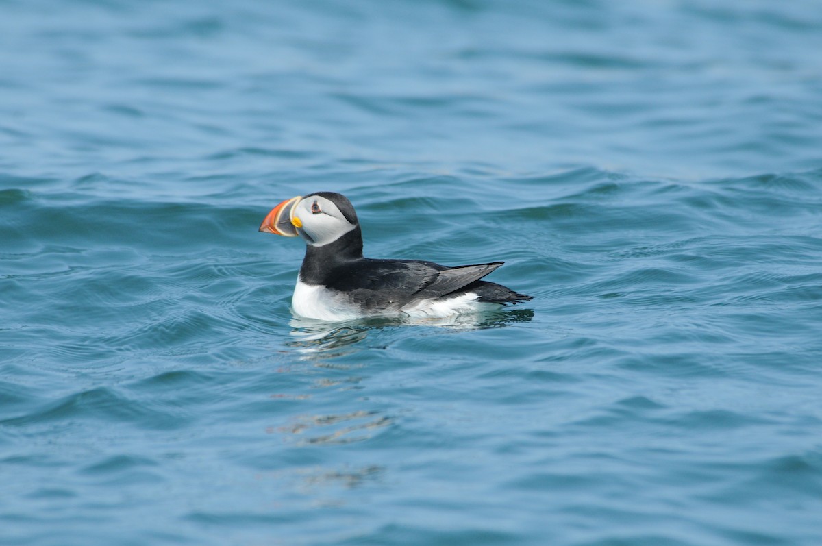 Atlantic Puffin - ML646748538
