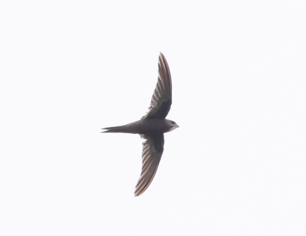 Common Swift - ML646748541
