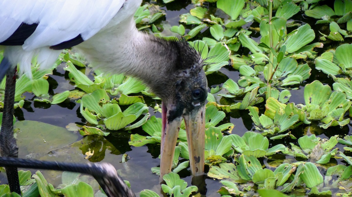 Wood Stork - ML646748542