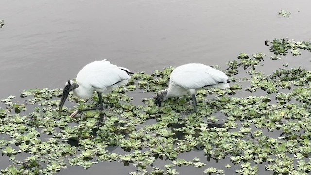 Wood Stork - ML646748543