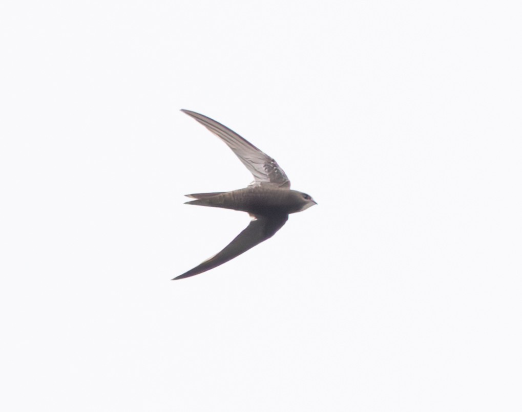 Common Swift - ML646748545