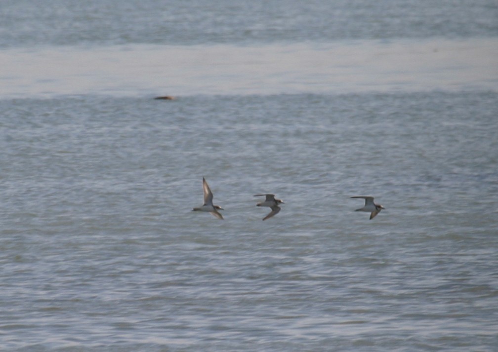 Greater Sand-Plover - ML646748550