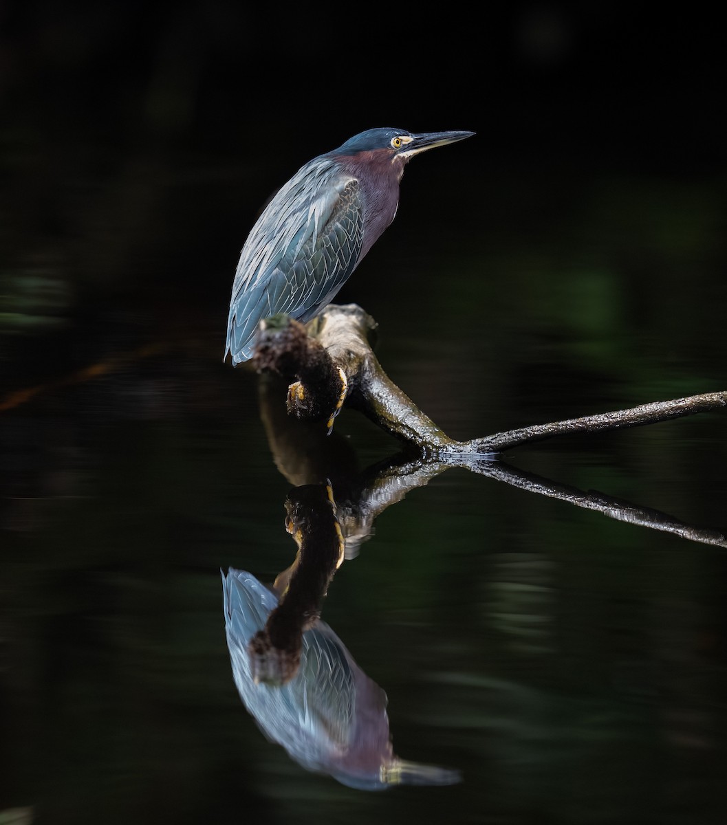 Green Heron - ML646748551