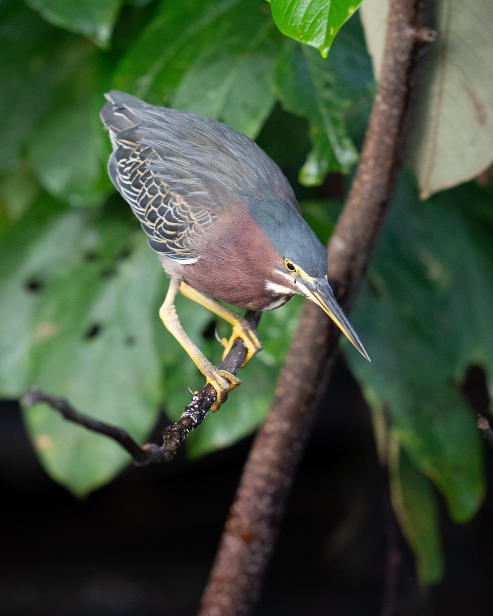Green Heron - ML646748552
