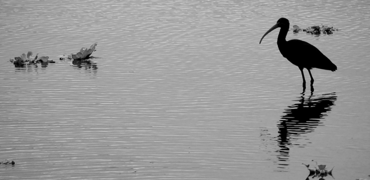 Glossy Ibis - ML646748560