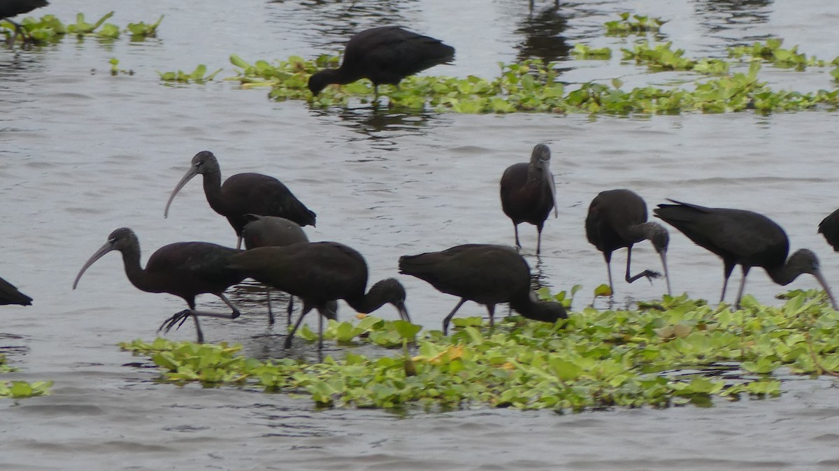 Glossy Ibis - ML646748561