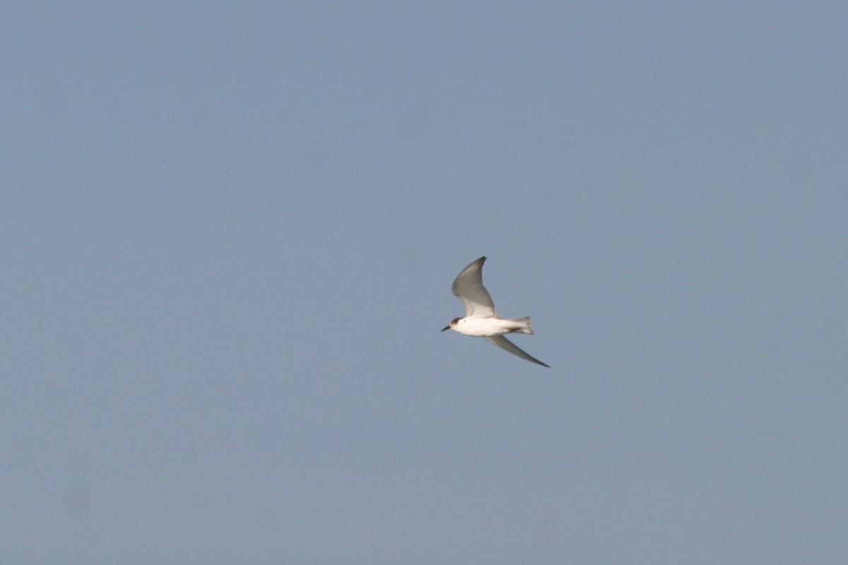 White-winged Tern - ML646748562