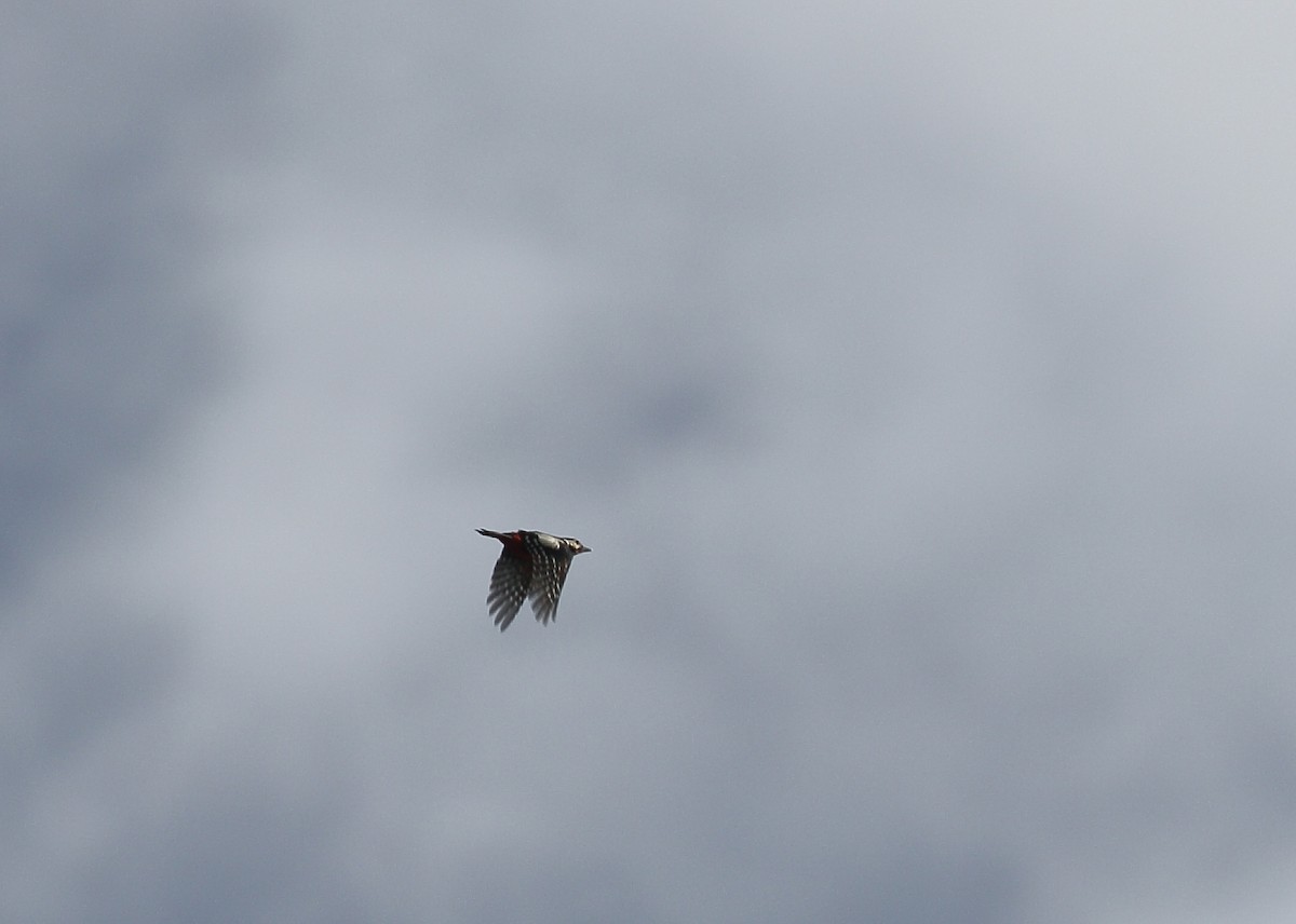 Great Spotted Woodpecker - ML646748564