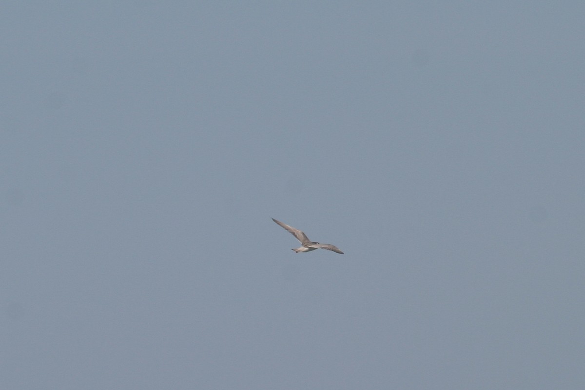 White-winged Tern - ML646748567