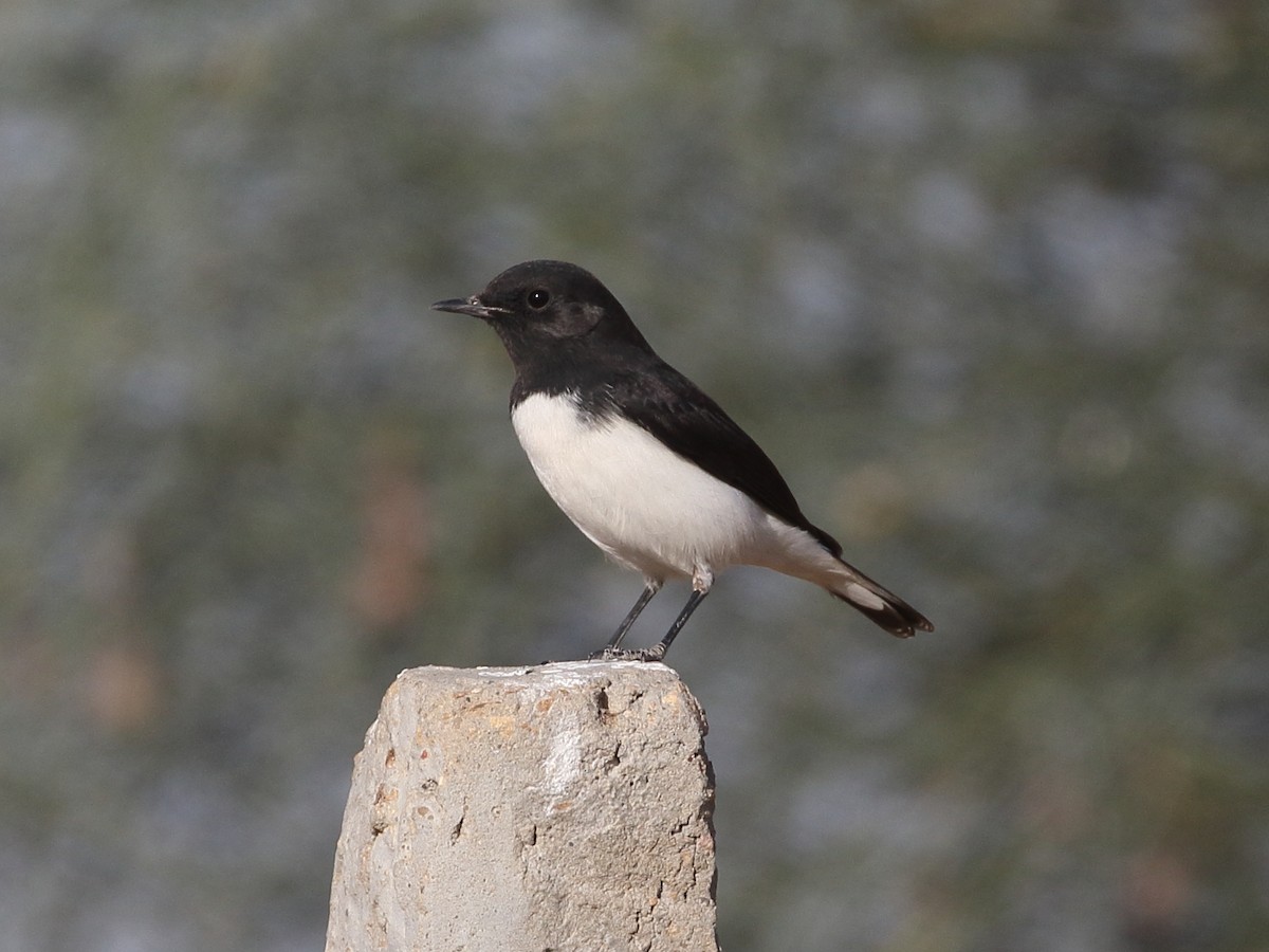 סלעית הודית - ML646748568