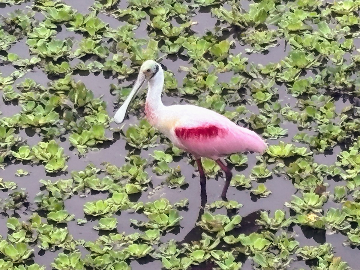 Rosalöffler - ML646748570