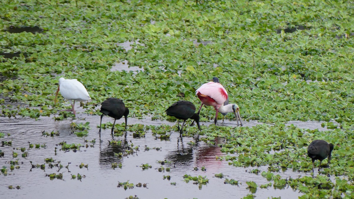 Rosalöffler - ML646748571