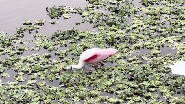 Rosalöffler - ML646748572