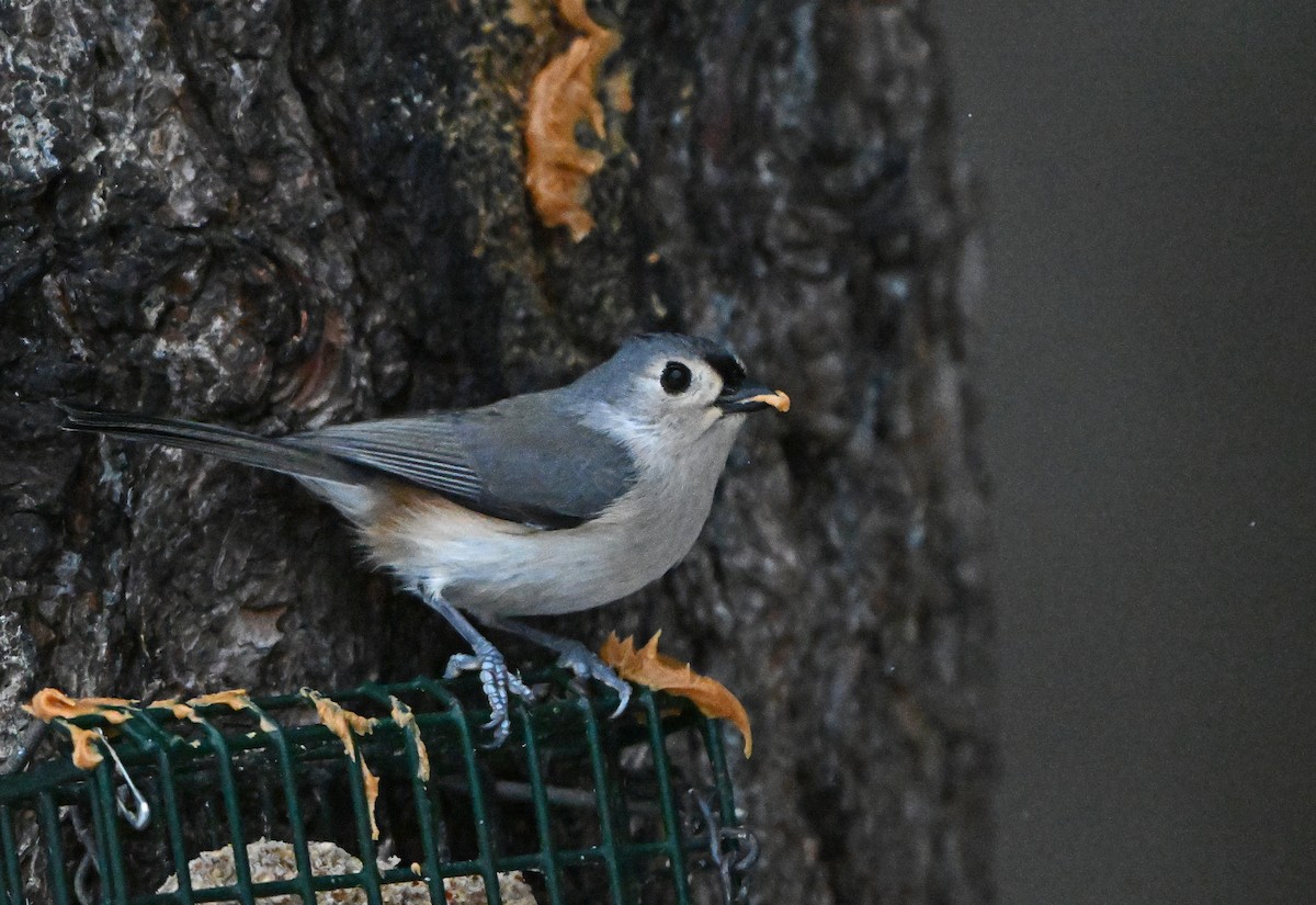 Grauhäubchenmeise - ML646748573