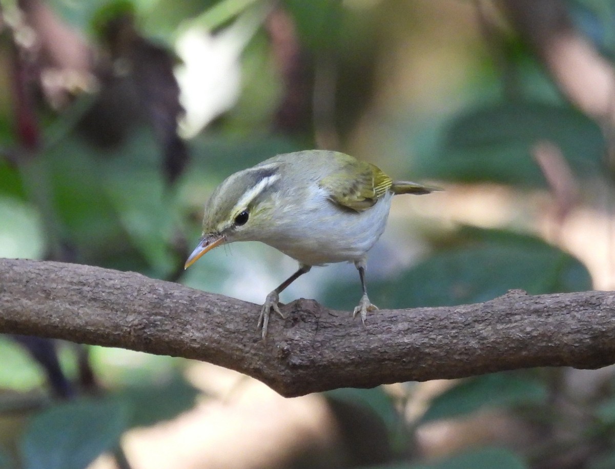 Western Crowned Warbler - ML646748575