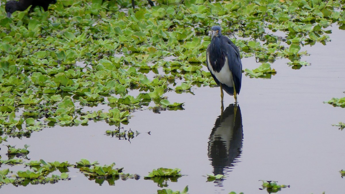 Tricolored Heron - ML646748581