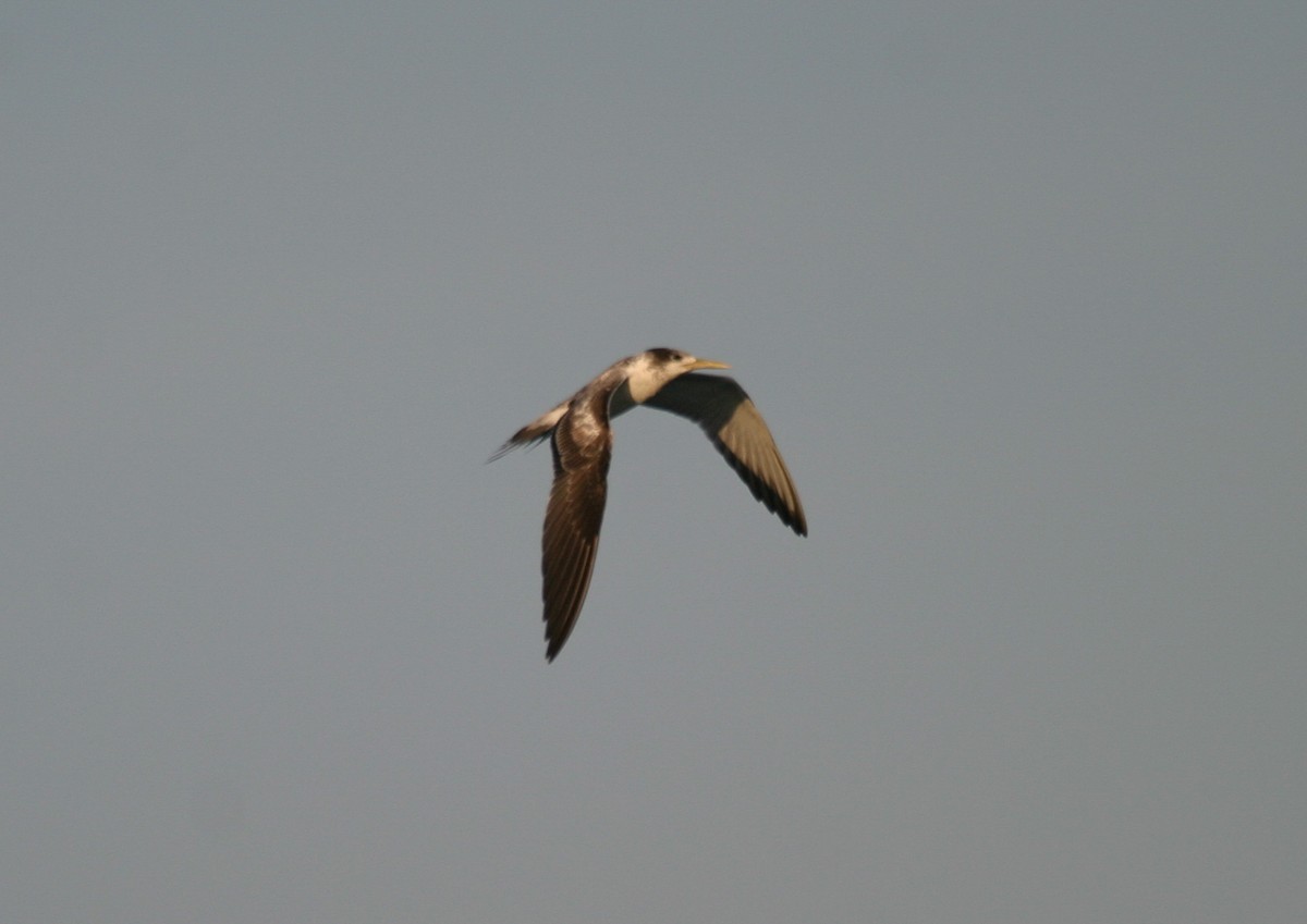 Great Crested Tern - ML646748583