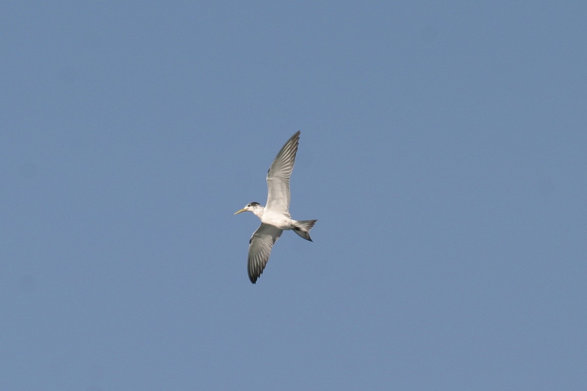 Great Crested Tern - ML646748584