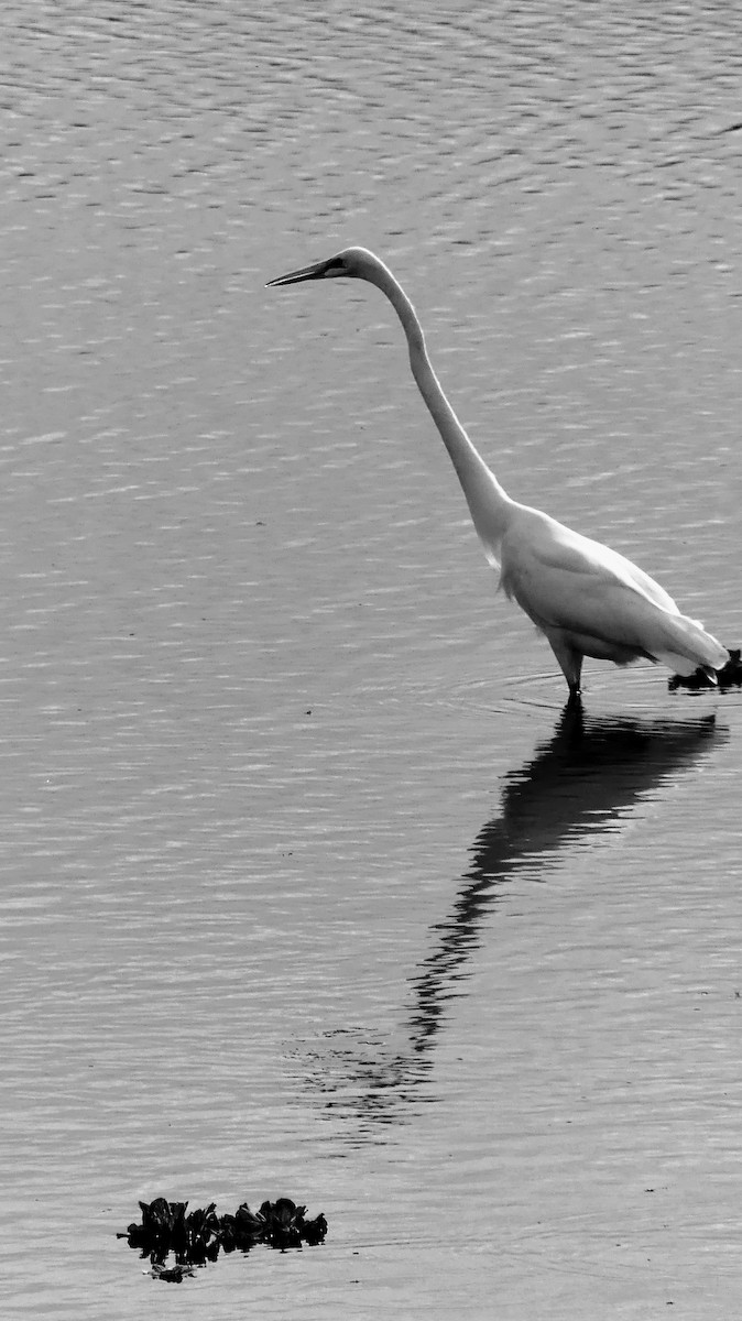 Great Egret - ML646748585