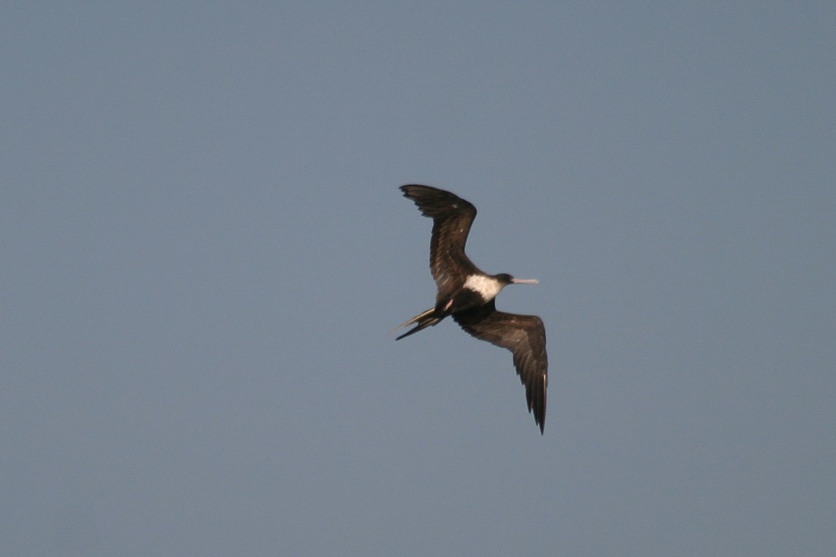 Lesser Frigatebird - ML646748587