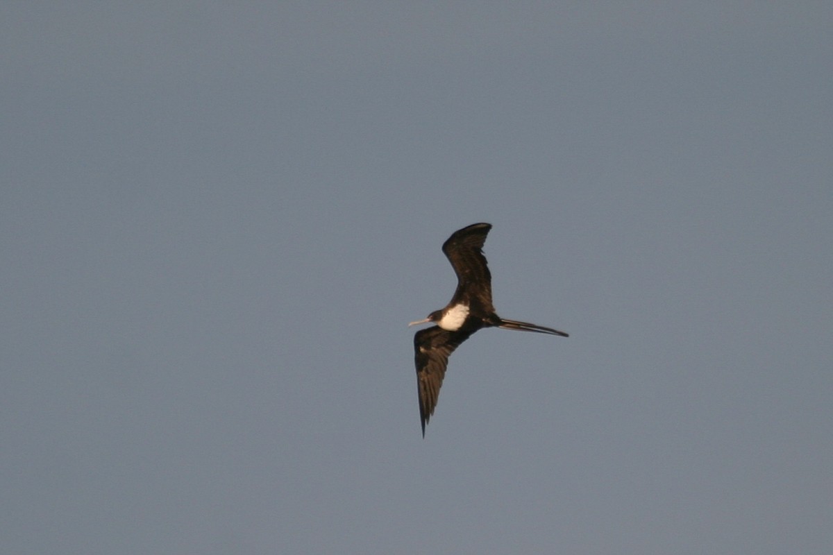 Great Frigatebird - ML646748588