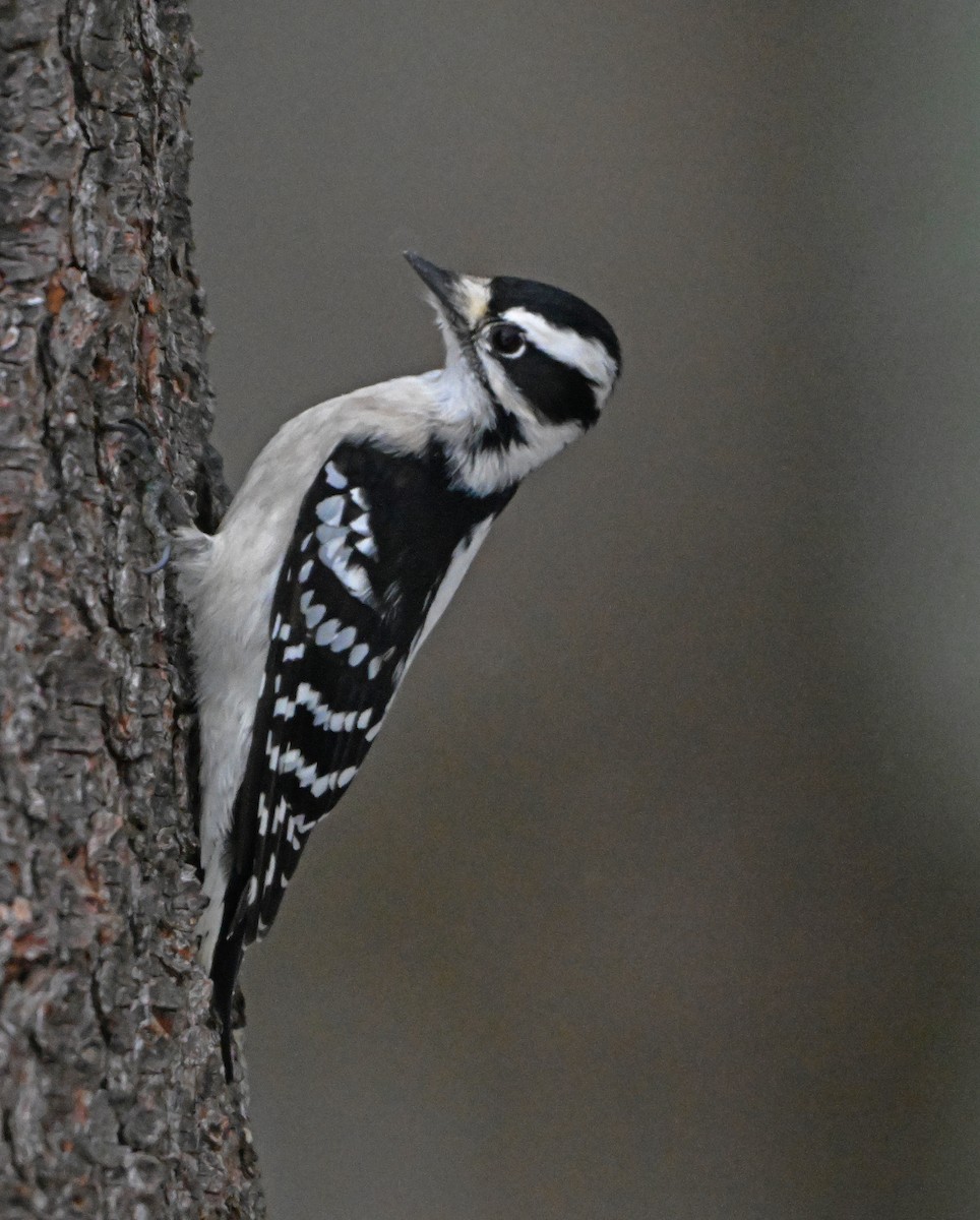 Dunenspecht - ML646748592