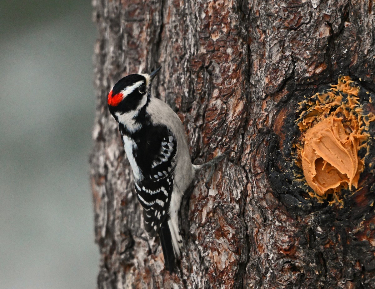 Dunenspecht - ML646748593