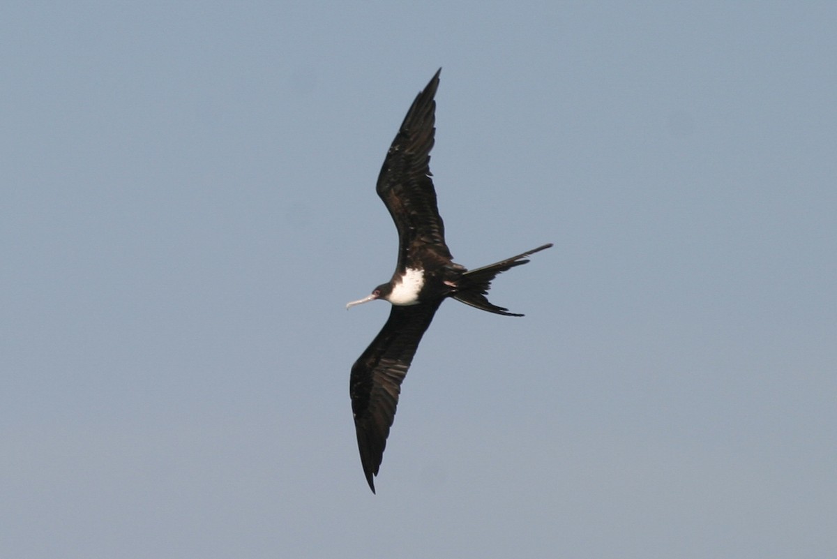 Lesser Frigatebird - ML646748594