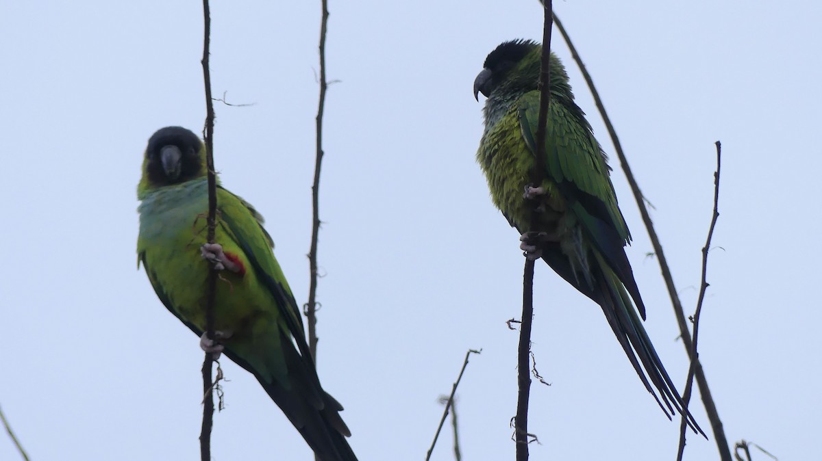 Nanday Parakeet - ML646748595