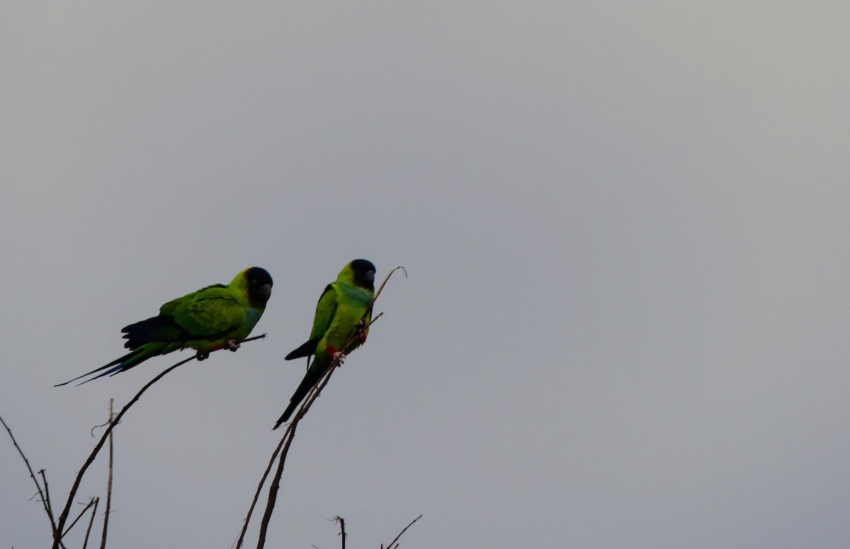 Nanday Parakeet - ML646748596