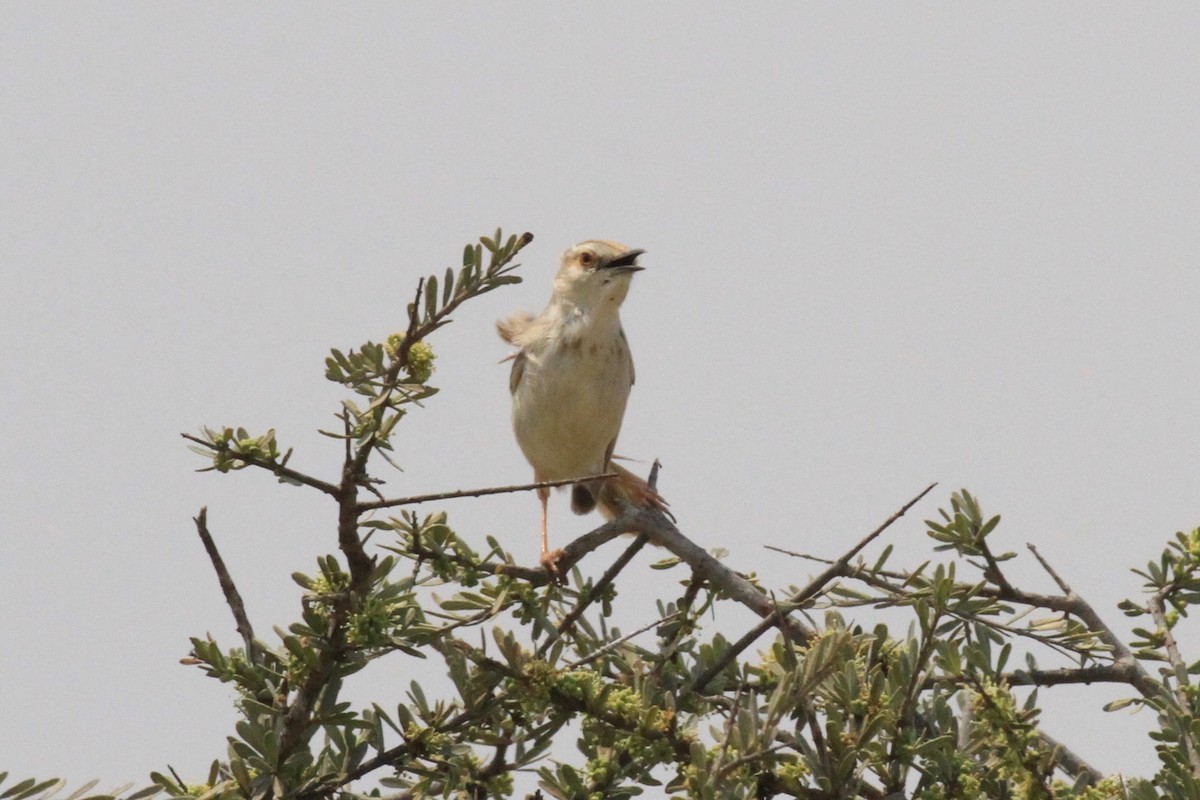 Black-chested Prinia - ML646748597