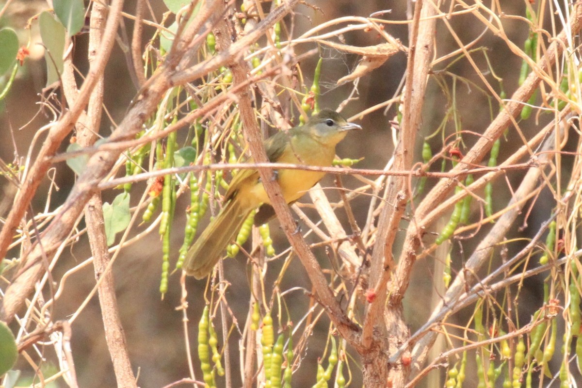 Yellow-bellied Greenbul - ML646748598