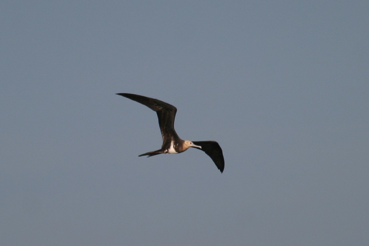 Lesser Frigatebird - ML646748599