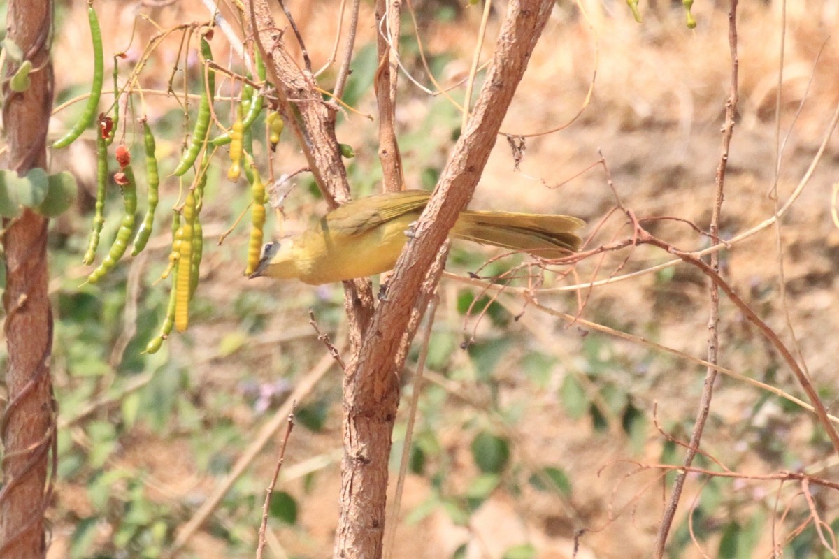Yellow-bellied Greenbul - ML646748600