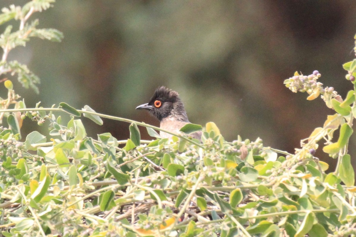 Black-fronted Bulbul - ML646748601
