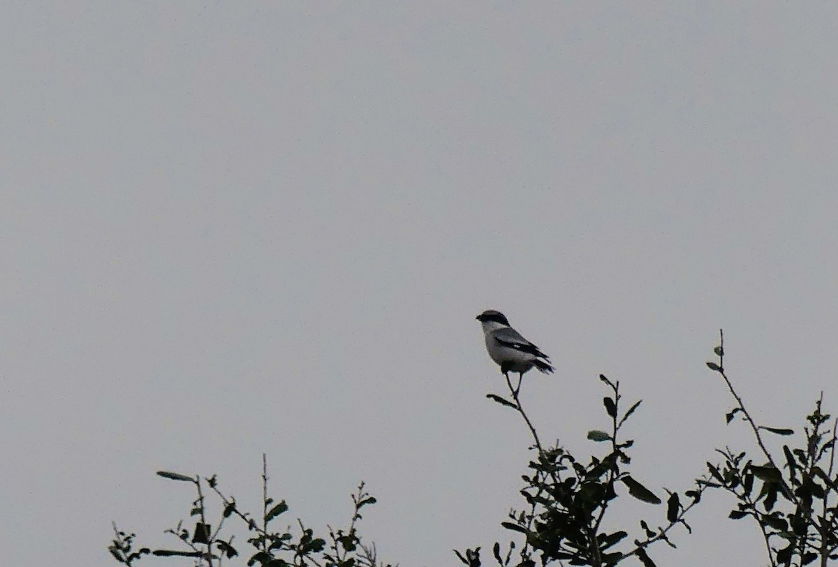 Loggerhead Shrike - ML646748602
