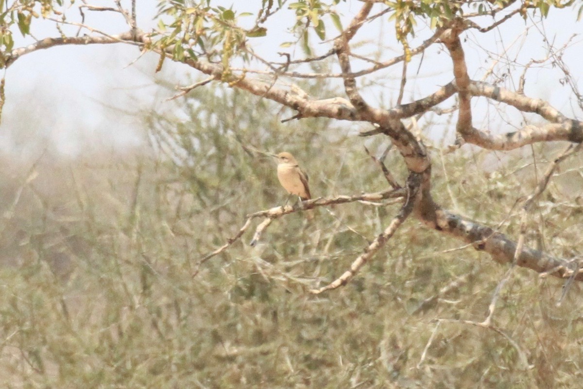 Chat Flycatcher - ML646748603